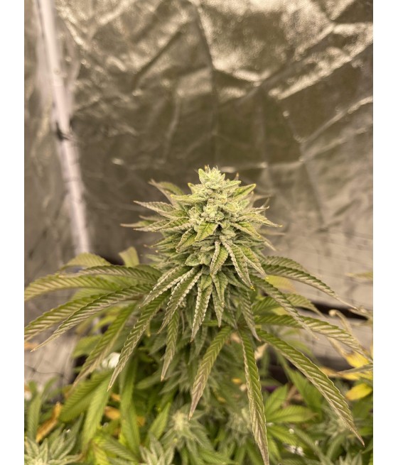 Wedding Cake Auto