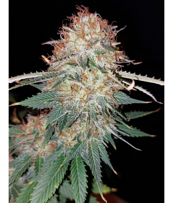 Somango Auto