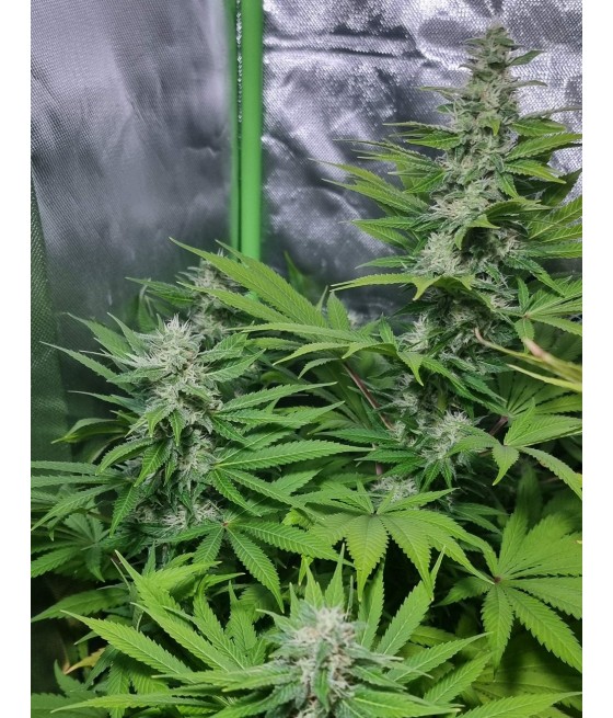 Gorilla Sweet XXL Auto