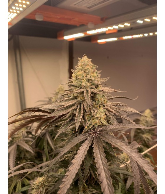 AK47 Auto