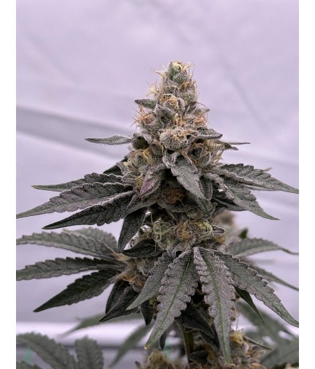 Great White Shark Auto