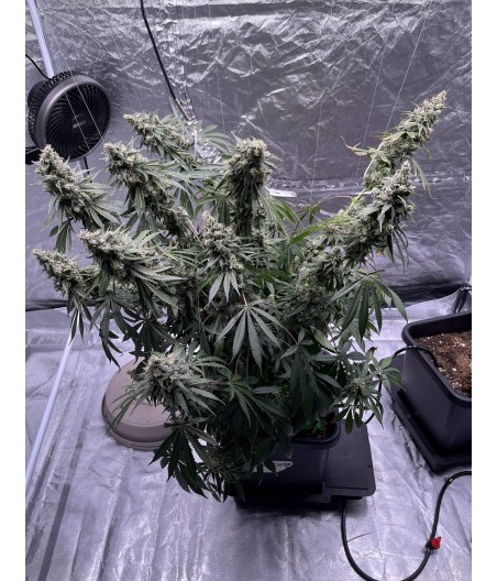 Mandarine Auto