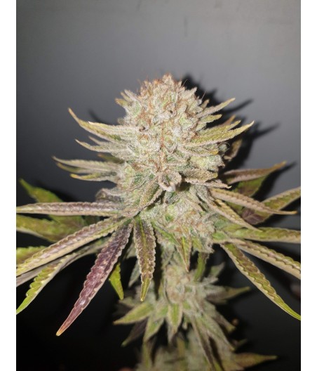 White Russian Auto