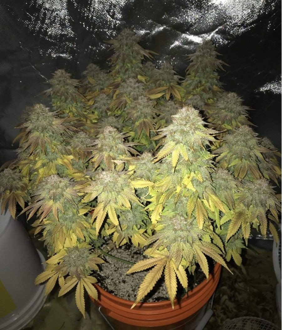 nasiona marihuany White Widow XXL Auto odmiana konopi