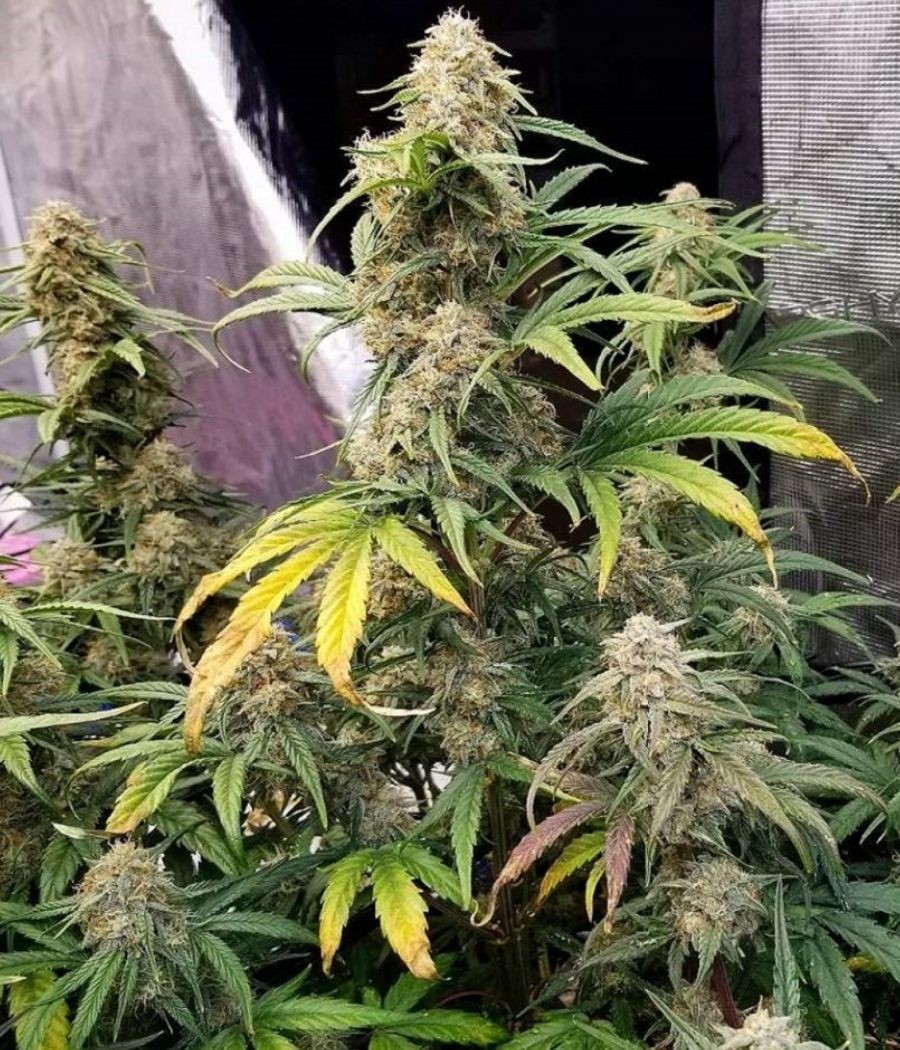 nasiona marihuany White Widow x Critical odmiana konopi