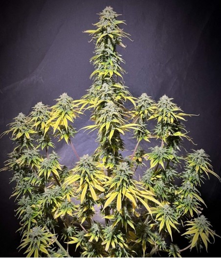 White Widow CBD Auto