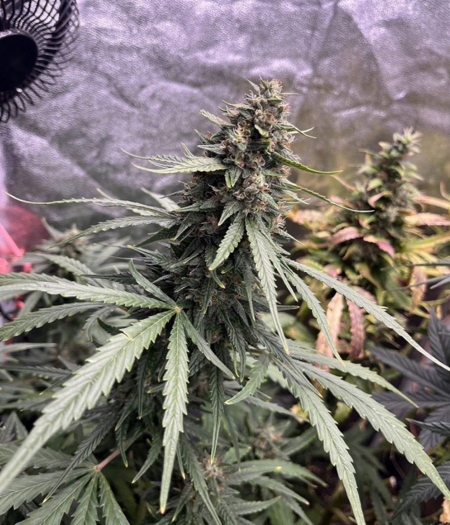 nasiona marihuany Wedding Crasher odmiana konopi