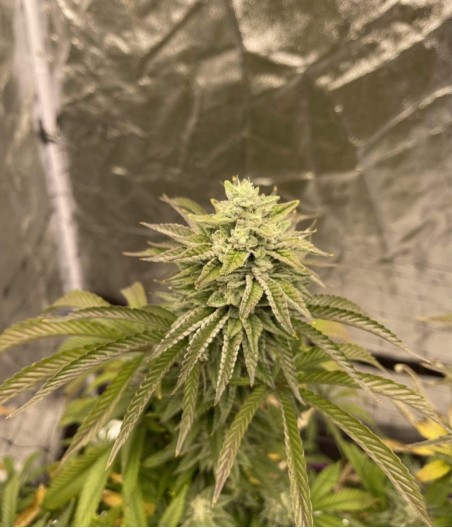 Wedding Cake Auto