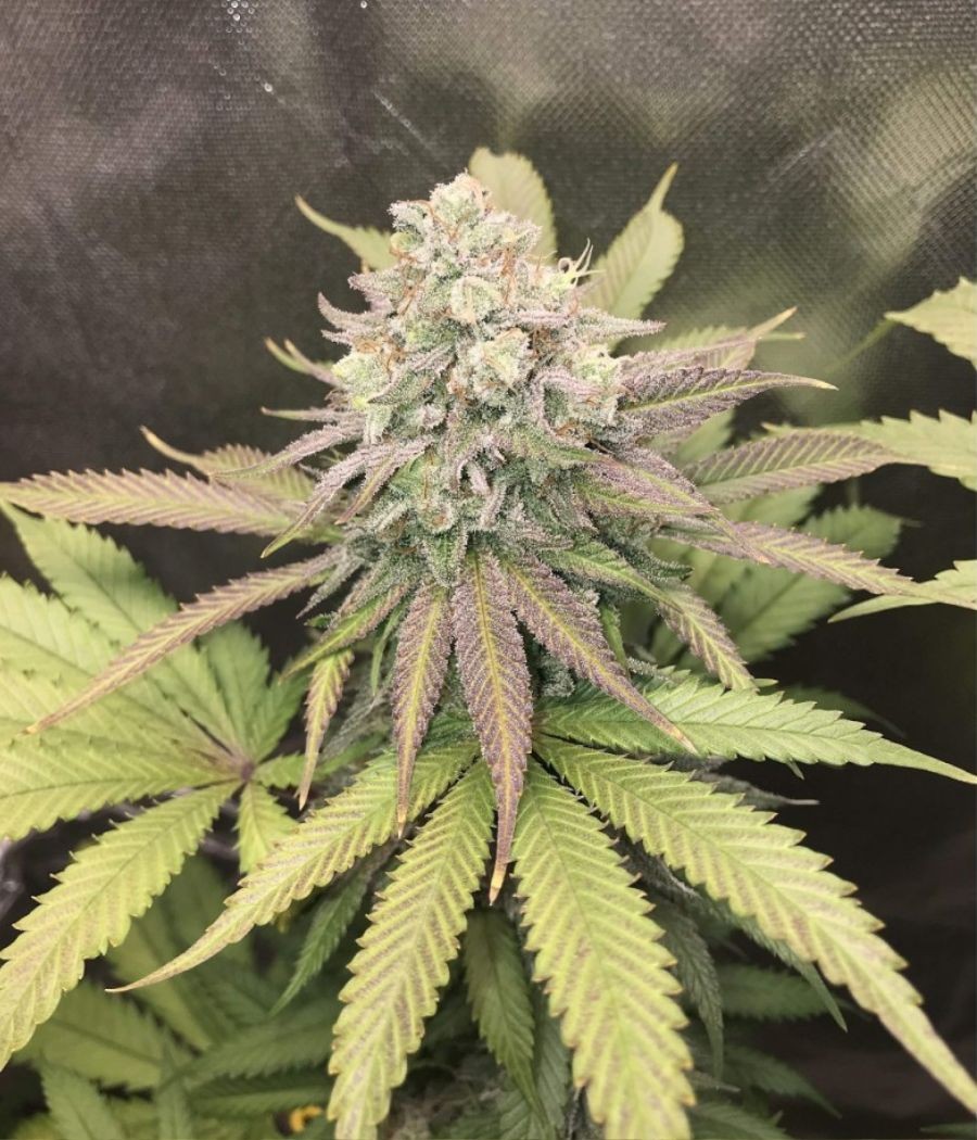 Nasiona marihuany Think Different Original Auto opis odmiany