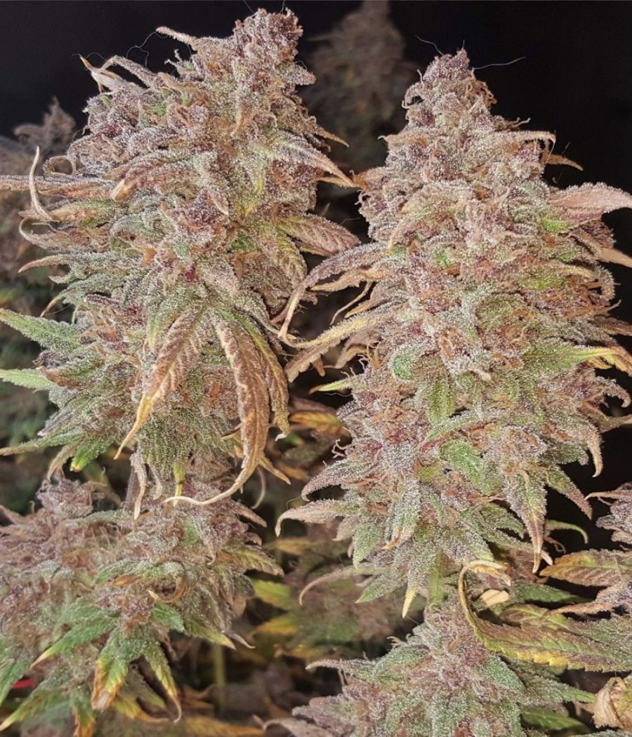 nasiona marihuany Sweet Pure CBD Auto odmiana konopi