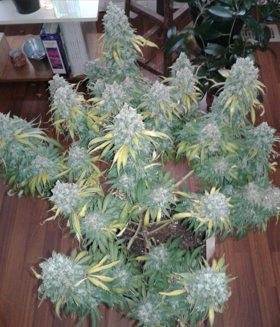 nasiona marihuany Super Skunk Auto odmiana konopi