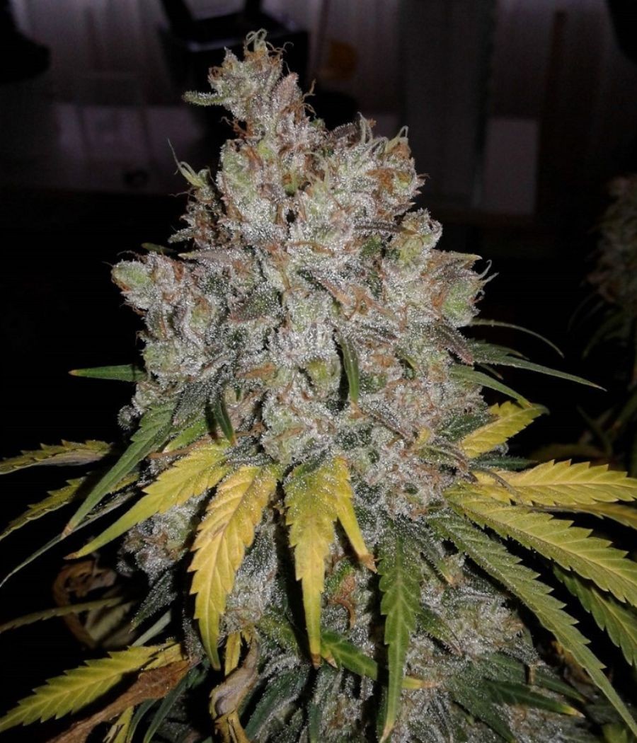 nasiona marihuany Super Silver Haze odmiana konopi