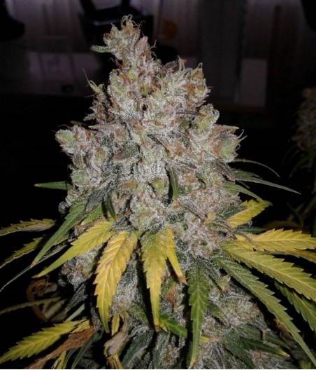 Super Silver Haze