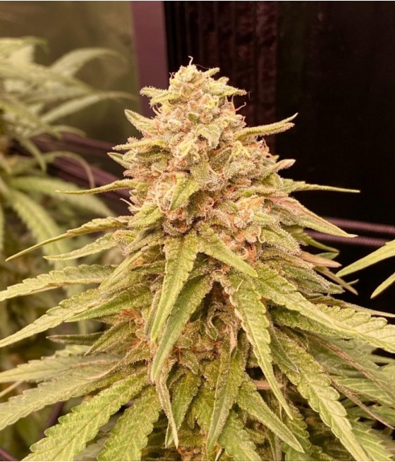 nasiona marihuany Super Lemon Haze odmiana konopi