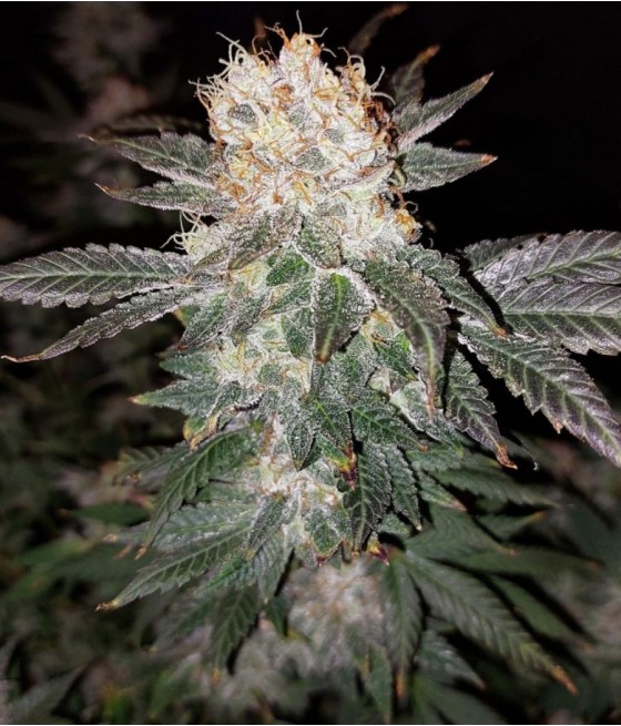 nasiona marihuany Somango Haze odmiana konopi