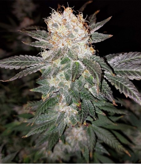 Somango Haze