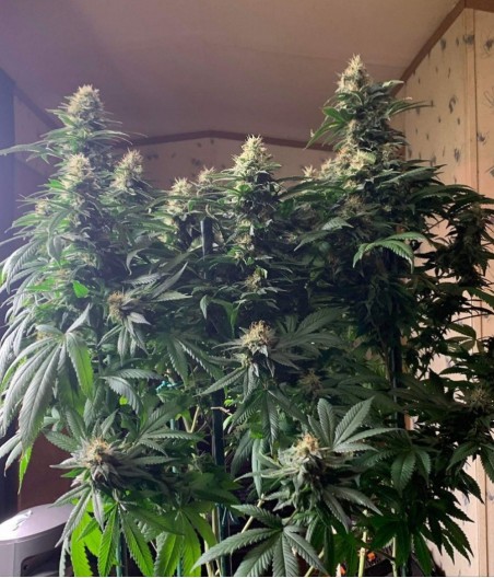 Skunk XXL