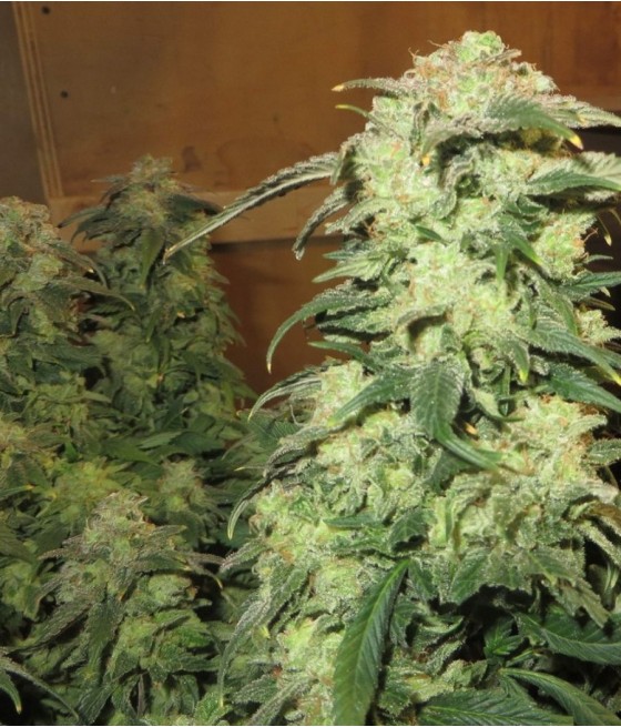 Skunk 99