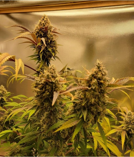 Shiskaberry
