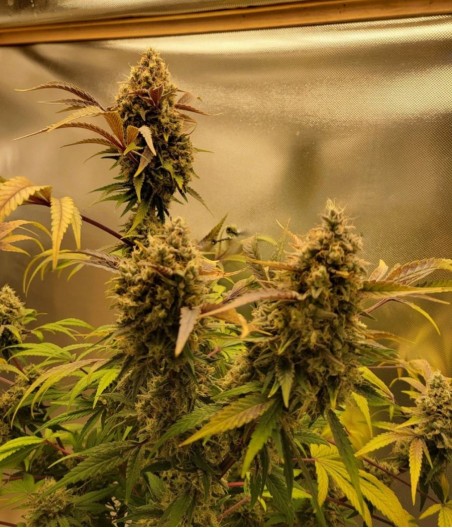 Shiskaberry