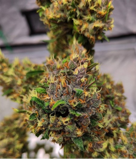 Red Hindu Kush Auto