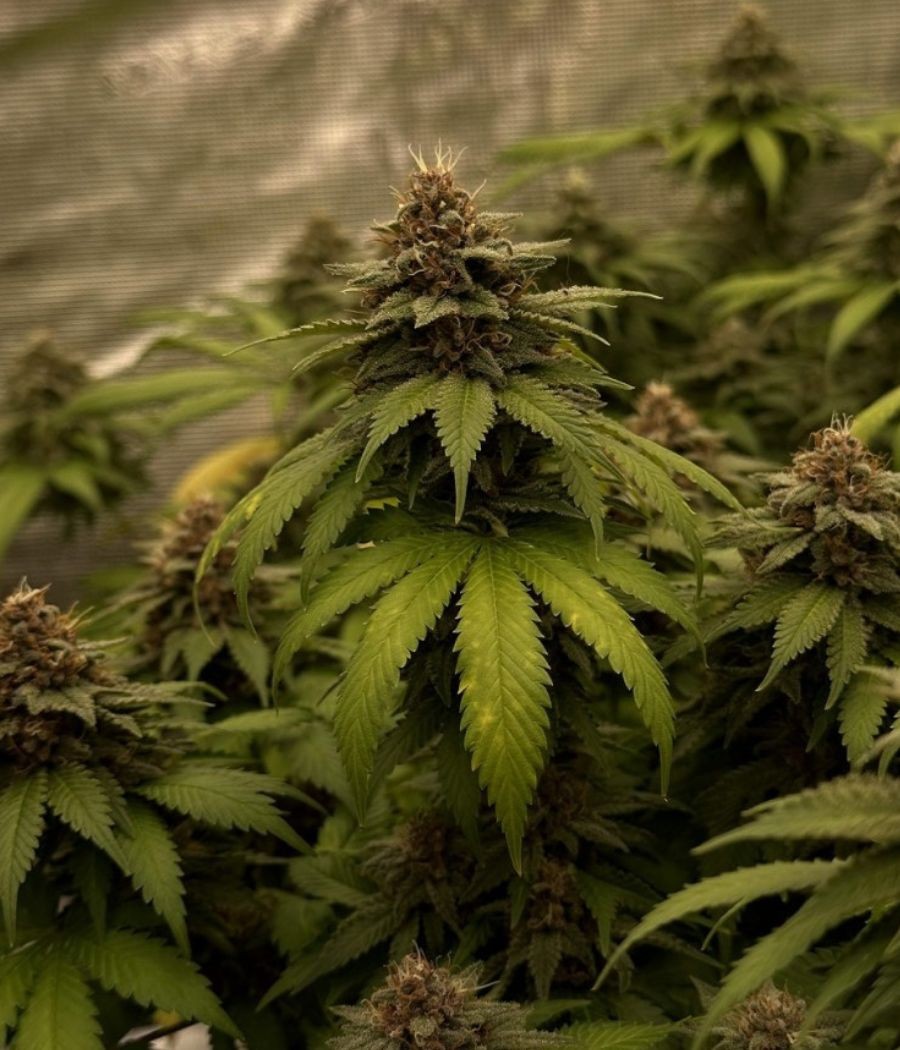 nasiona marihuany Purple Punch odmiana konopi