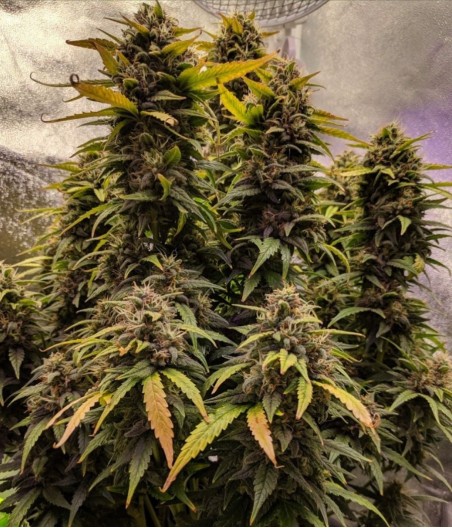 Purple Lemonade Auto