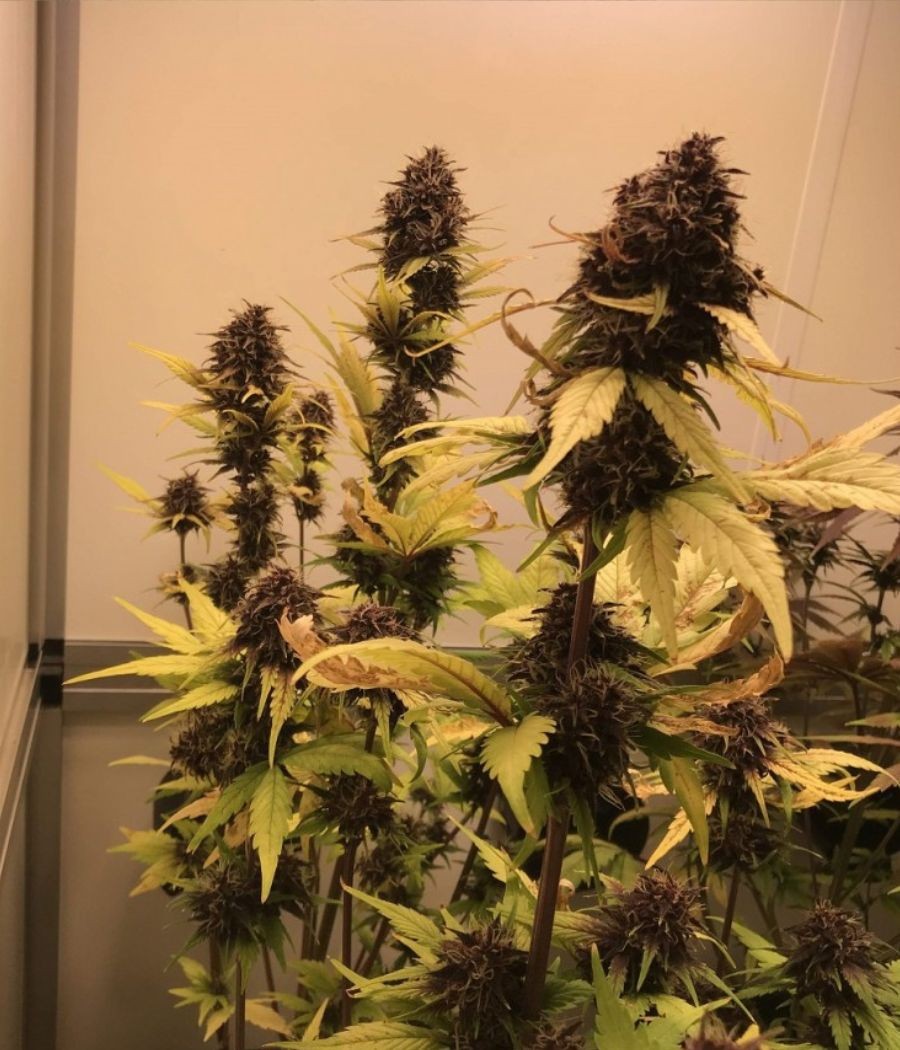 nasiona marihuany Purple Haze Auto odmiana konopi