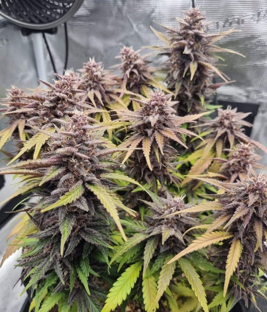 nasiona marihuany Purple Haze odmiana konopi