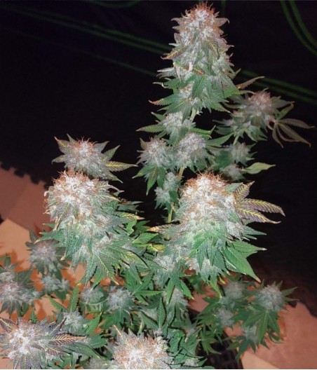 Power Plant Perfect Auto