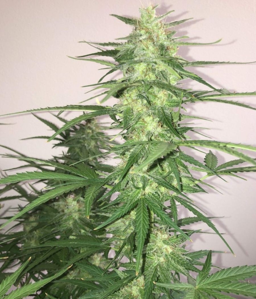 nasiona marihuany Power Plant Perfect odmiana konopi