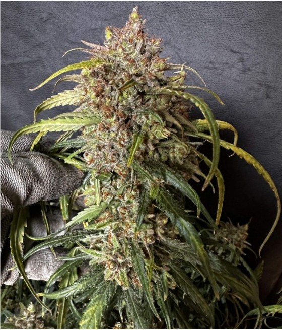 nasiona marihuany Pineapple Express Auto odmiana konopi