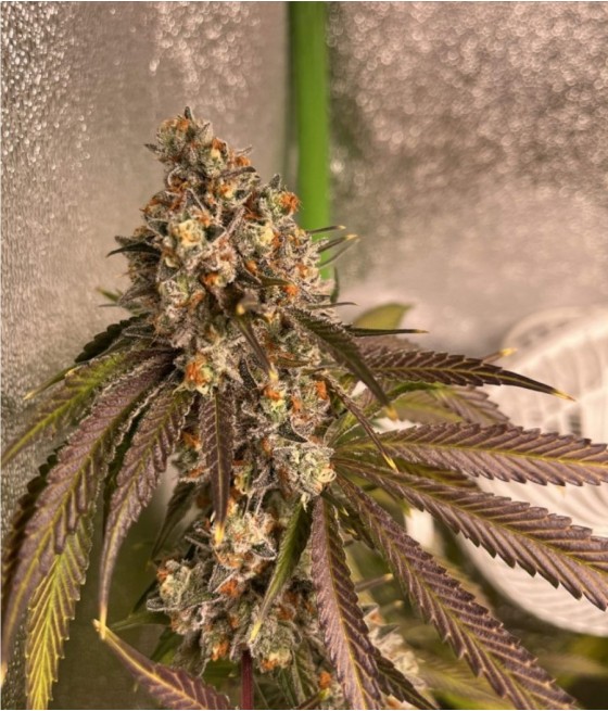 Pineapple Chunk Auto