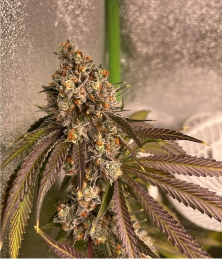 Pineapple Chunk Auto