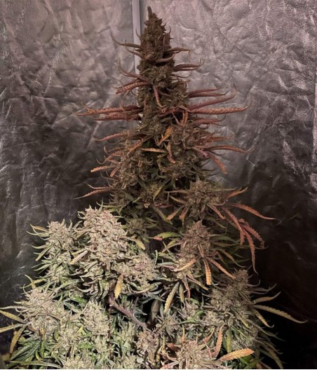 Pineapple Chunk