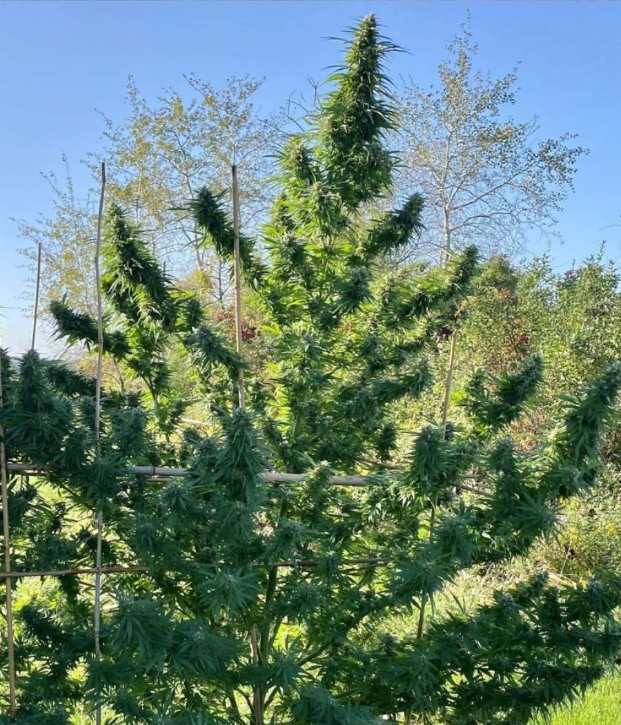 nasiona marihuany Passion 1 odmiana konopi