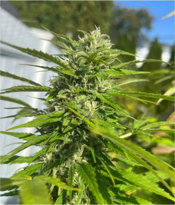 Outdoor Grapefruit