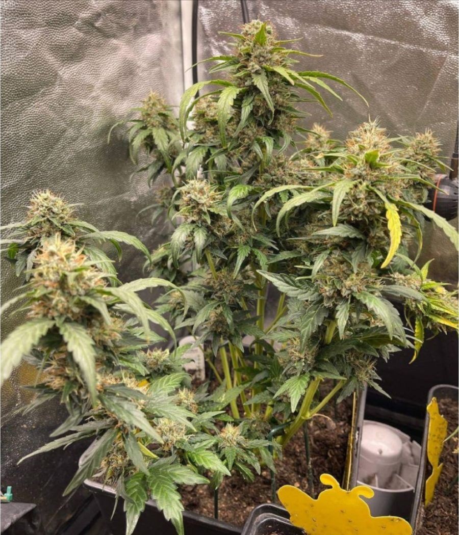 nasiona marihuany Orange Bud Original Auto odmiana konopi