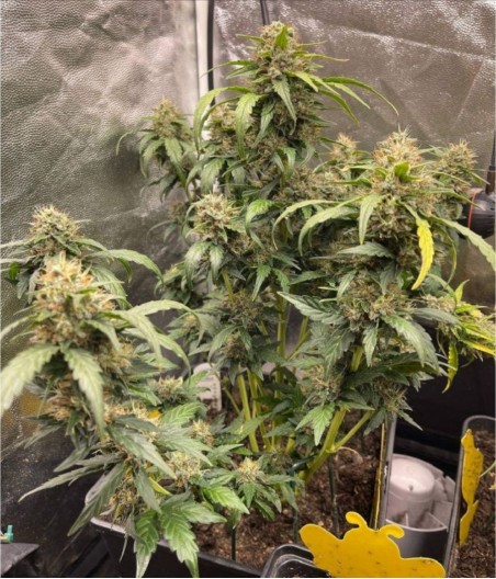 Orange Bud Original Auto