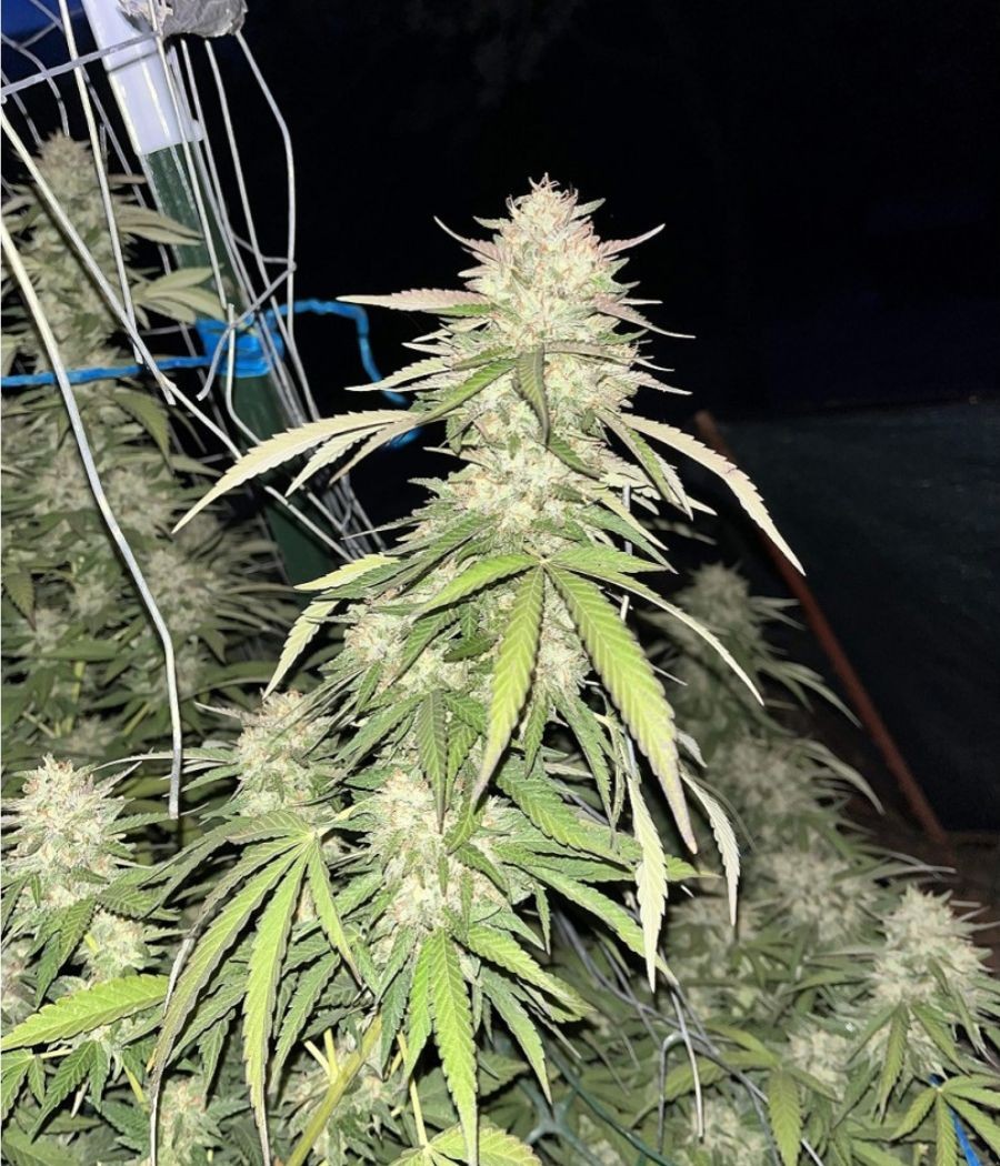 nasiona marihuany Orange Bud Original odmiana konopi