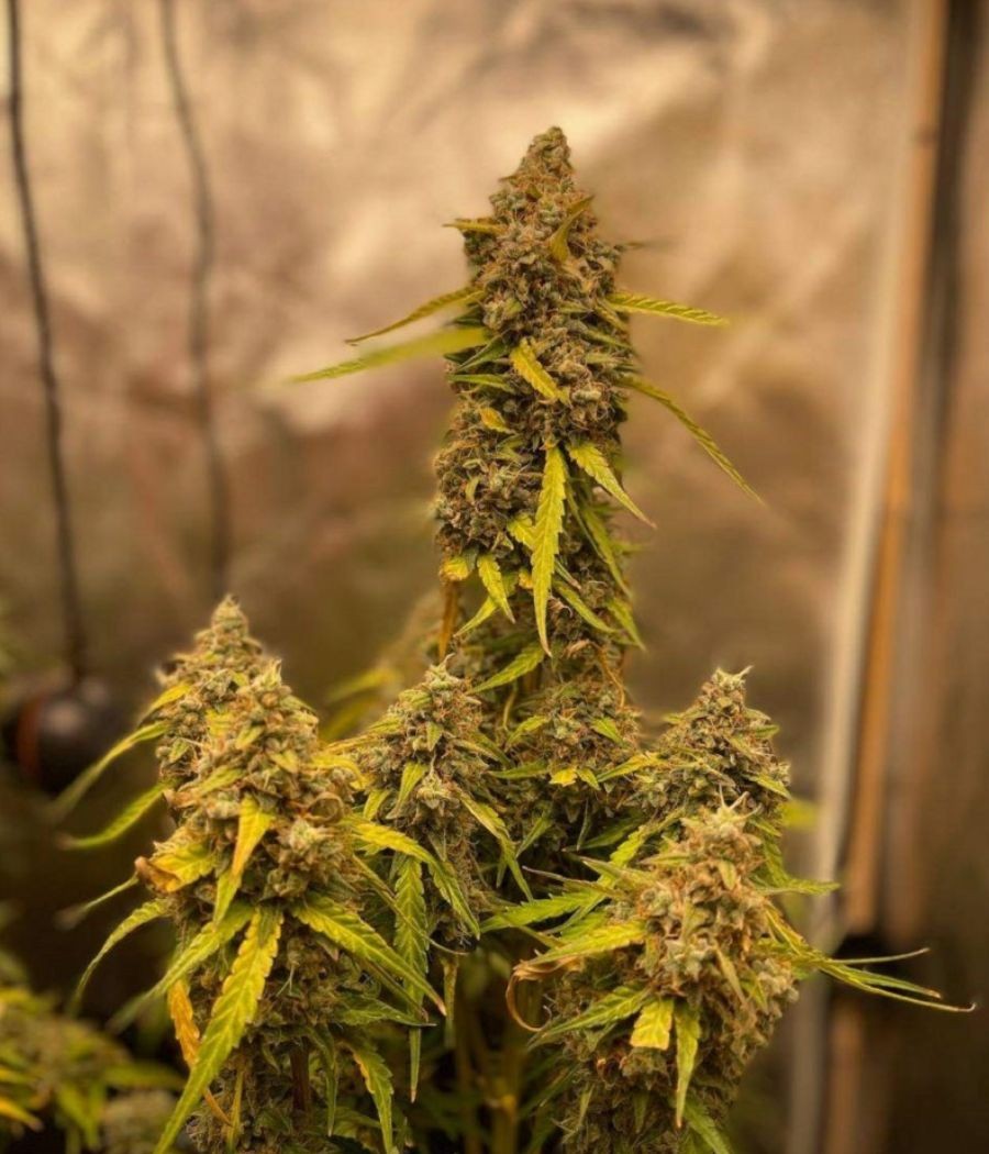 nasiona marihuany Nebula odmiana konopi