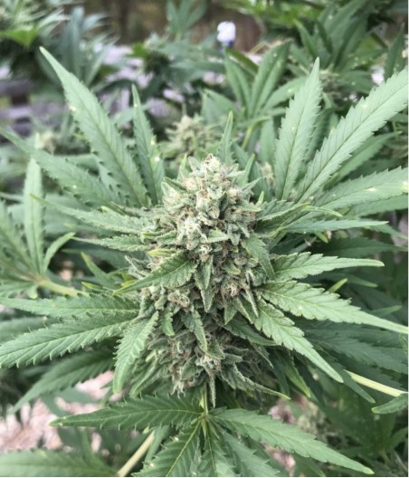 Moby Dick XXL Auto