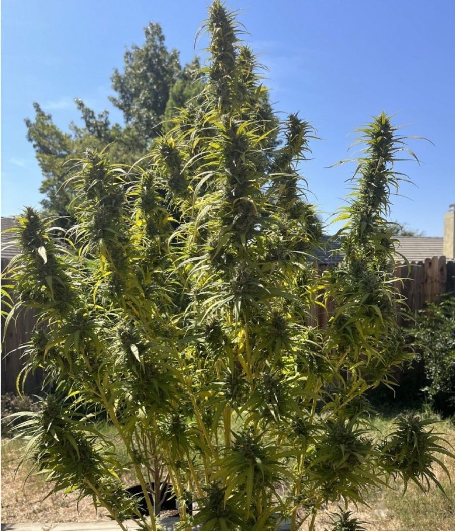 nasiona marihuany Maroc odmiana konopi