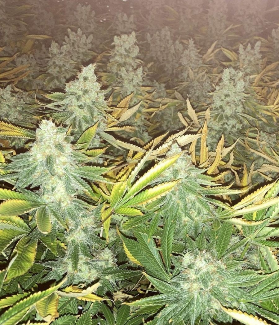 nasiona marihuany Mandarine XXL Auto odmiana konopi