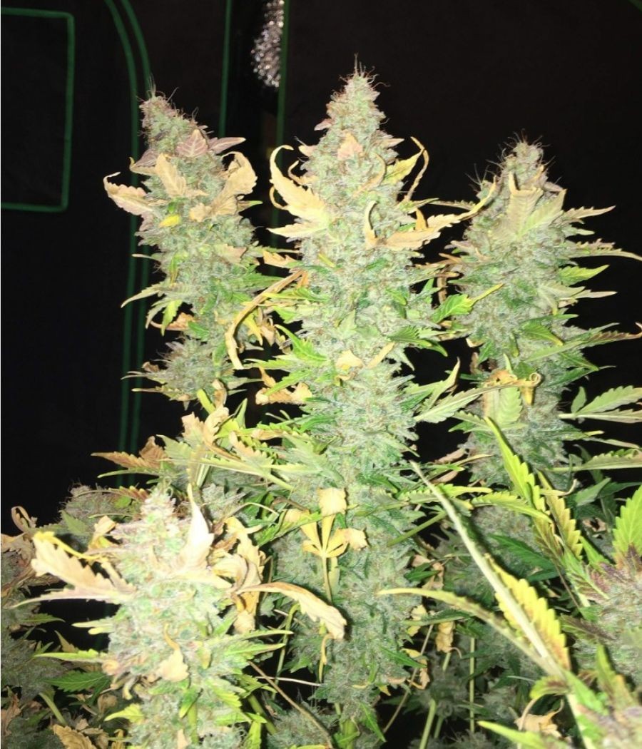 nasiona marihuany Lemon Skunk Auto odmiana konopi