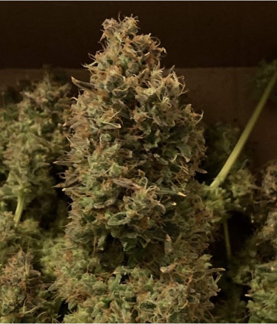 Gorilla Zkittlez Auto