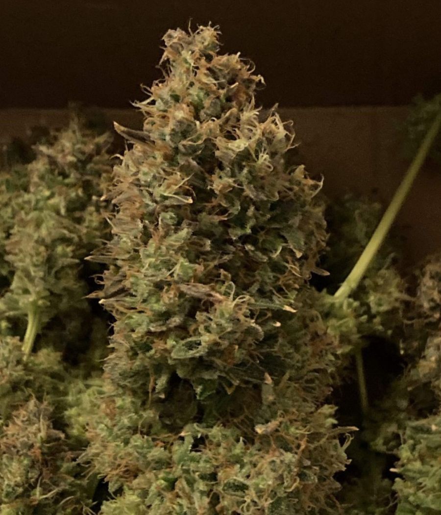 nasiona marihuany Gorilla Zkittlez Auto odmiana konopi