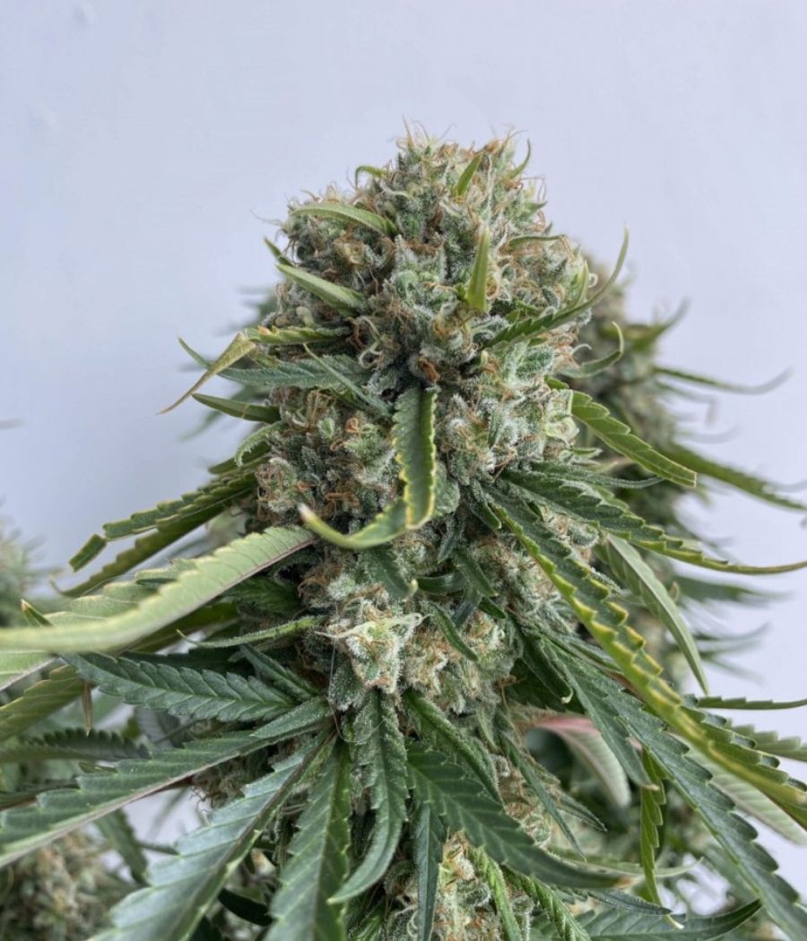 nasiona marihuany Gorilla XL Auto odmiana konopi