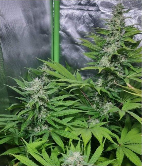 Gorilla Sweet XXL Auto