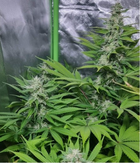 Gorilla Sweet XXL Auto